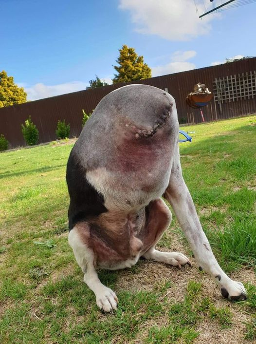 People Are Confused Over This Photo Of A ‘Headless’ Dog It’s not as sinister as you would first think… Read below why: