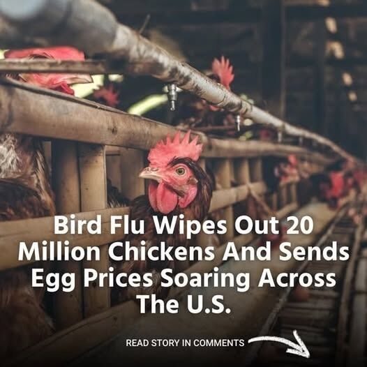 Bird flu just took out over 20 million chickens, and now egg prices are skyrocketing. Here’s what’s going on.