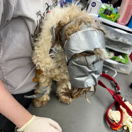 This poor dog was found in a dumpster completely wrapped in duct tape: the rescuers said they had “never seen anything like it” 😢🤬 But the poor soul soon got good news… check the comments to read the full story: